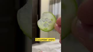 🥒 cucumber placentation ovary and family explained in hindiplantanatomy neetshorttricks [upl. by Erika]