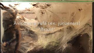 Avicularia rufa ex juruensis quotBrazilquot [upl. by Nedarb]