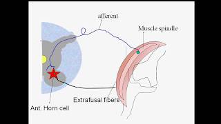 Monosynaptic Reflexes [upl. by Borg]