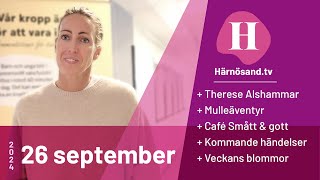 Härnösandtv  26 september 2024 [upl. by Anolla]