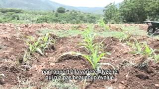 Renforcement de la résilience des producteurs agricoles face aux changements climatiques en Haïti [upl. by Nrublim]