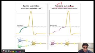 Spatial vs Temporal Summation [upl. by Wheaton]