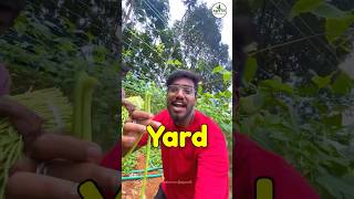 Long yard bean ￼ Farming 🫛 ₹50kg 🔥  Agrotill  farming agriculture shorts [upl. by Ahsenrat]