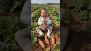 Baby Found So Many Potatoes And Is Stillcrying cute [upl. by Ajed]