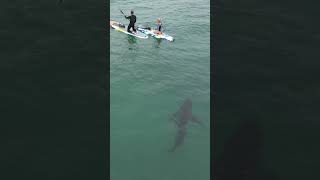 👀 Great White Shark Sneaks Up Behind My Board‼️Subscribe to see what happens next GreatWhite Shark [upl. by Zwiebel]