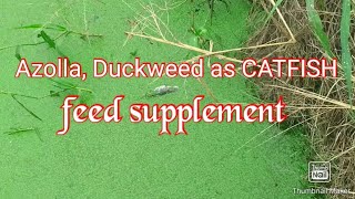 Azolla Duckweed  Green plants as a substitute for catfish feed [upl. by Sholley]