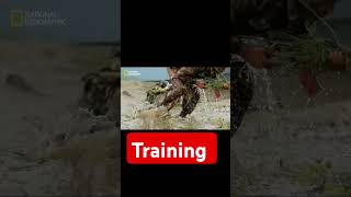 💪😎BSF Training 🪖 short stutas ⚔️shortvideo 🪖⚔️💪💪 [upl. by Zanahs]