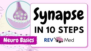 Synaptic Transmission The Synapse 10 easy steps  Neuro [upl. by Lertnahs]