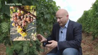 Bordeaux Revisited  Sauternes  Episode 5 Ronan Sayburn MS [upl. by Chee850]