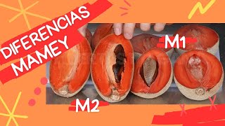 Descubre la diferencia entre las variedades de mamey M1 y M2 [upl. by Animlehliw]