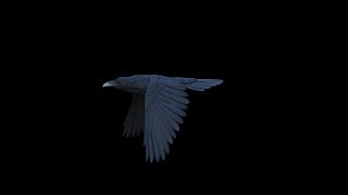 Realistic Animated Common Raven Corvus corax [upl. by Nahtnamas112]