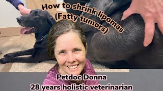 How to Shrink Lipomas in Dogs using holistic treatments such as diet herbs acupuncture [upl. by Dearborn]