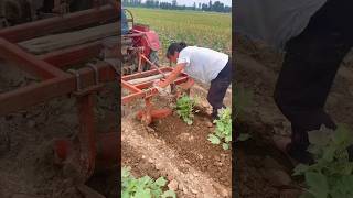 Growing cotton is not easy agriculture farming [upl. by Ashly]