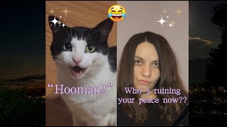 Cat vs human  Try Not To Laugh 🐱🙀 [upl. by Rubie]