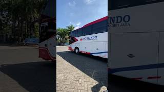 bus sulawesi Borlindo busmania shorts basuri telolet [upl. by Miki815]