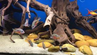 500 LITER TANK  ALTUM AND ELLIOTI CICHLID  11717 [upl. by Ilesara]