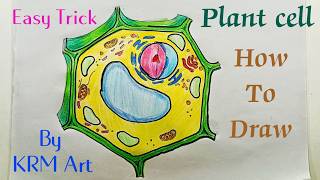 How To Draw Plant Cell Diagram  Plant Cell Drawing  Plant Cell Structure  Plant Cell Kaese Banai [upl. by Adnole]