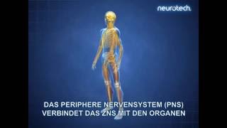 Grundlagen 1 Das Nervensystem ZNS PNS neurotech [upl. by Tatum]