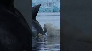 How Polar Bears are Perfectly Adapted to Hunt Seals shorts [upl. by Adiesirb]