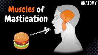 Muscles of Mastication Origin Insertion Function  Anatomy [upl. by Adnale]