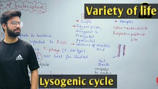 Life cycle of bacteriophage  Bacteriophage life cycle  Lytic and Lysogenic cycle [upl. by Redmer367]