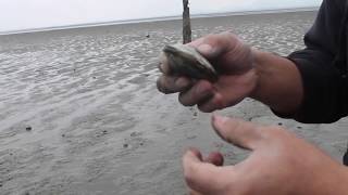 clamming in Washington State August 2018 [upl. by Garnette]