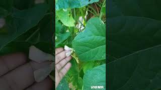 Green beans organic cultivation vermicompost organicfarming agriculture [upl. by Ecirpak]