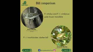 Green Vs Greenish l Back to Basics junglegyaan [upl. by Sitnik]