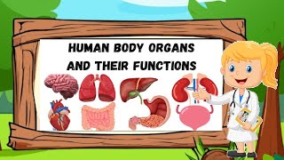 Organ system  Human body  Body parts  Parts of body  Organ system of the human body organsystem [upl. by Marven789]