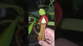 Nmaxima x alata pitcherplants nepenthes carnivorous pitcherplant exoticplants plants flowers [upl. by Mailliwnhoj]