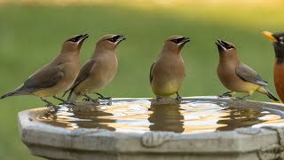 Cedar Waxwing birdbath [upl. by Han]