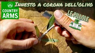 Come innestare lolivo linnesto a corona [upl. by Nnyre]