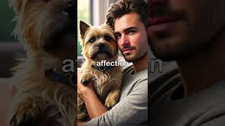 Cairn Terrier Explained Spirited Small Terrier [upl. by Cross]