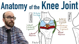 Anatomy of the Knee Joint [upl. by Lynus721]