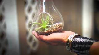 How To Create An Air Plant Terrarium [upl. by Solorac958]