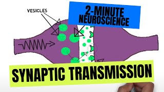 2Minute Neuroscience Synaptic Transmission [upl. by Revorg]