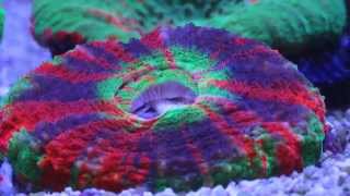 Scolymia Coral Feeding Time Lapse [upl. by Ailero922]