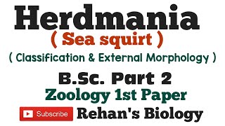 Herdmania हर्डमानिया Sea Squirt SubPhylum Urochordata Rehans Biology Zoology 1st BScPart 2 [upl. by Kcirddet]