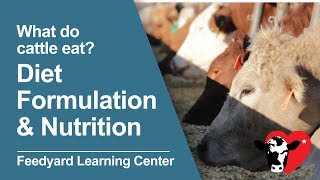 What Do Cattle Eat Diet Formulation amp Nutrition [upl. by Meekyh]