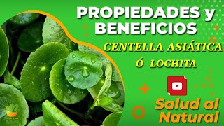 LOCHITA ó CENTELLA ASIÁTICA🌱 Propiedades y Beneficios  Dr GRACIAN RONDÓN [upl. by Pandich]