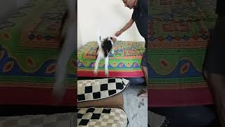 😂😂Mylo is ready to compete in Long jump competition beagle cutedog shortsfeed petsvlog india [upl. by Gal]