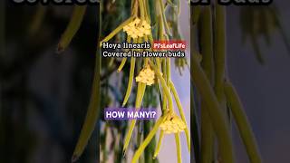 Hoya linearis Flowers Growing Indoors PJsLeafLife Hoyas [upl. by Irfan]