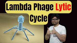 Lytic cycle of bacteriophage  Virus lytic cycle explained  Lytic cycle animation [upl. by Kreiner]