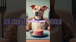 QUE puede comer tu PERRO Con diarrea y vómitos perros cuidadosperros dogfriendly [upl. by Rice]