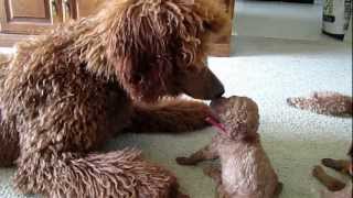 Red standard poodle puppies having fun playing [upl. by Araz]