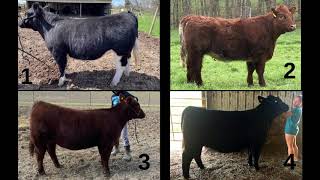 Breeding Heifers [upl. by Lord]