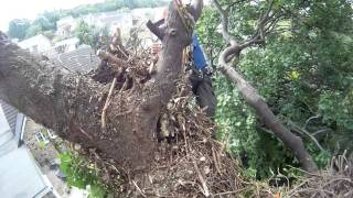 Down to earth Sycamore ivy removal [upl. by Harli]