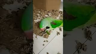 Mirchi khani padegi 🦜😍❤️🥰 parrot parrottalking parrotlover talkingparrort cute youtubeshorts [upl. by Ahon927]