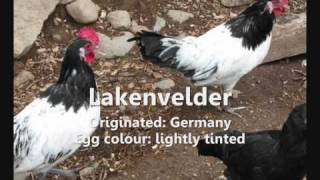 Guide to Chicken Breeds [upl. by Aber]