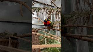 thenetherlands zoo avifauna birds [upl. by Market]